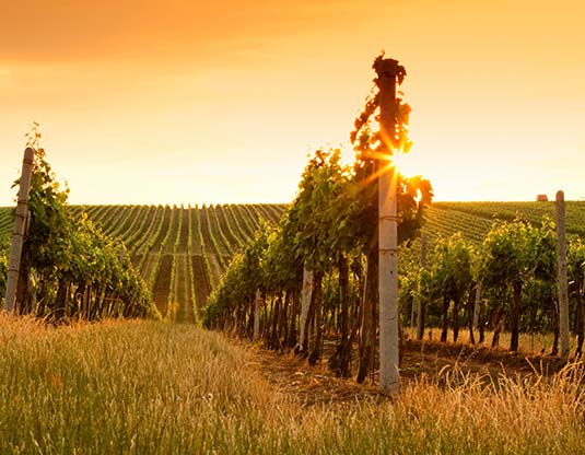 wineries-suttons-bay